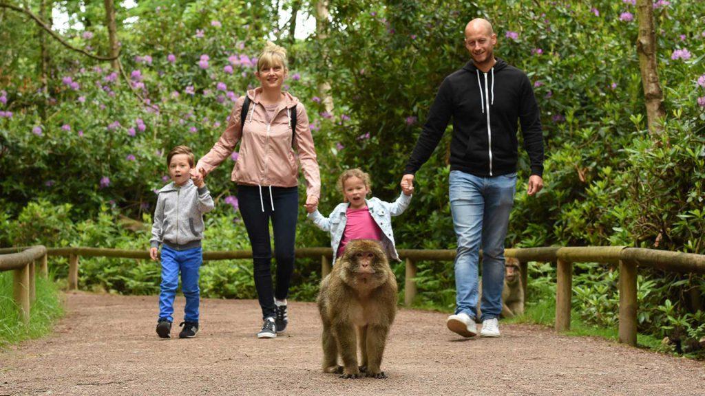 trentham-monkey-forest-4