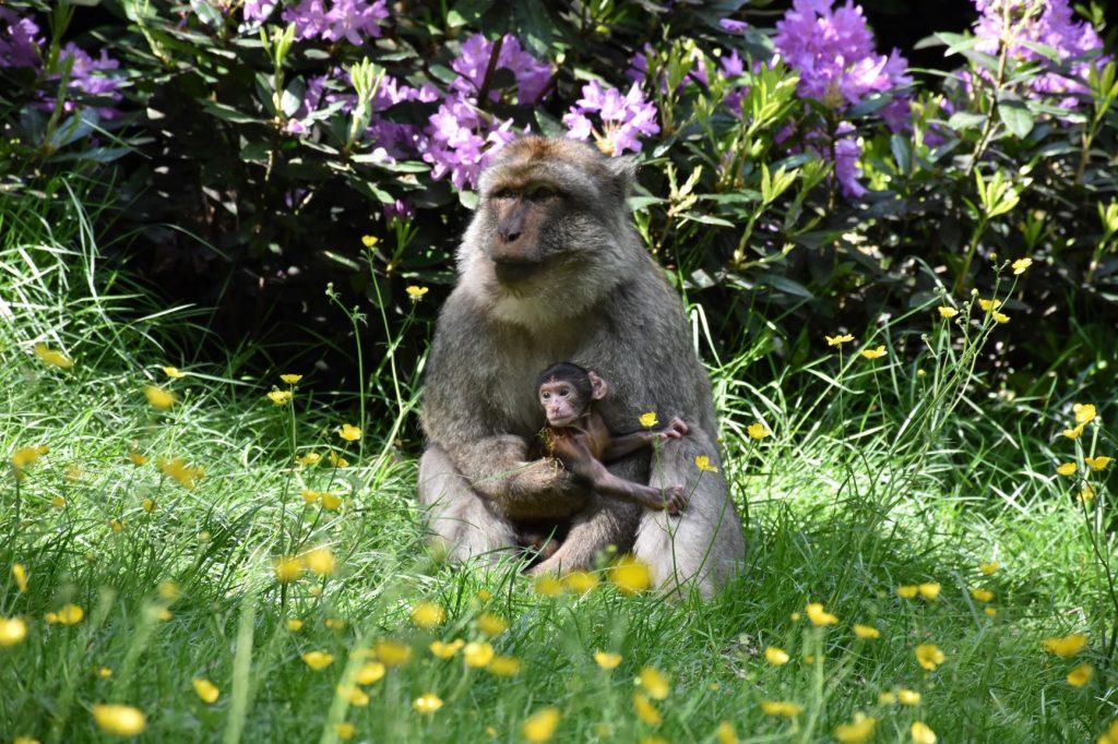 monkey forest