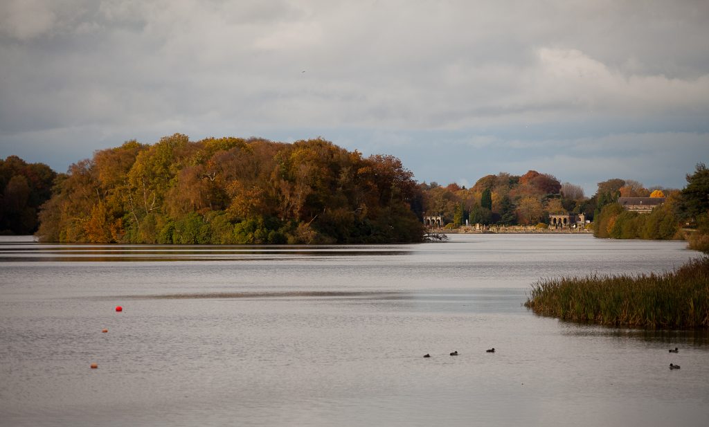 lake - wildlife - nature (2)