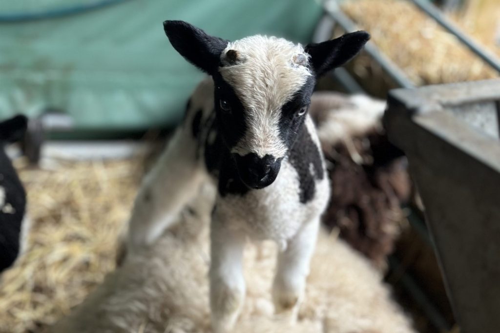 Lambing Live