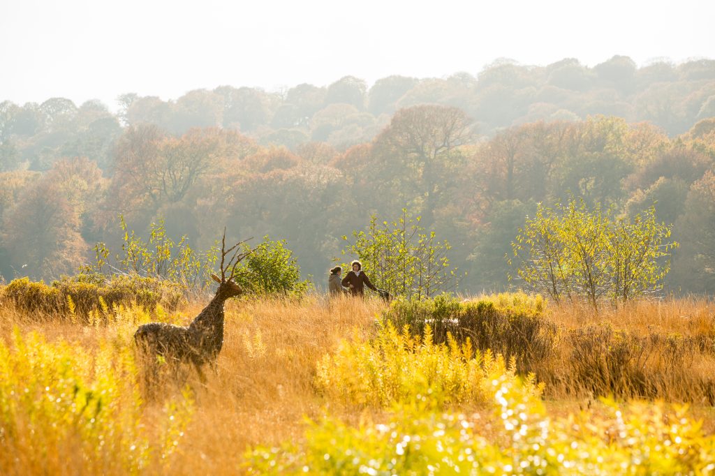 autumn - group -nature - gardens - flowers (1)