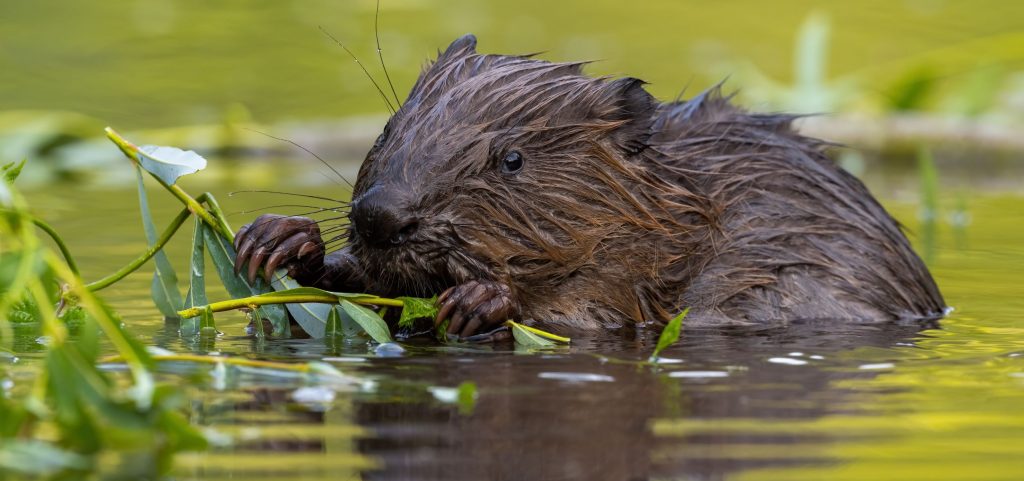 Eurasian Beaver