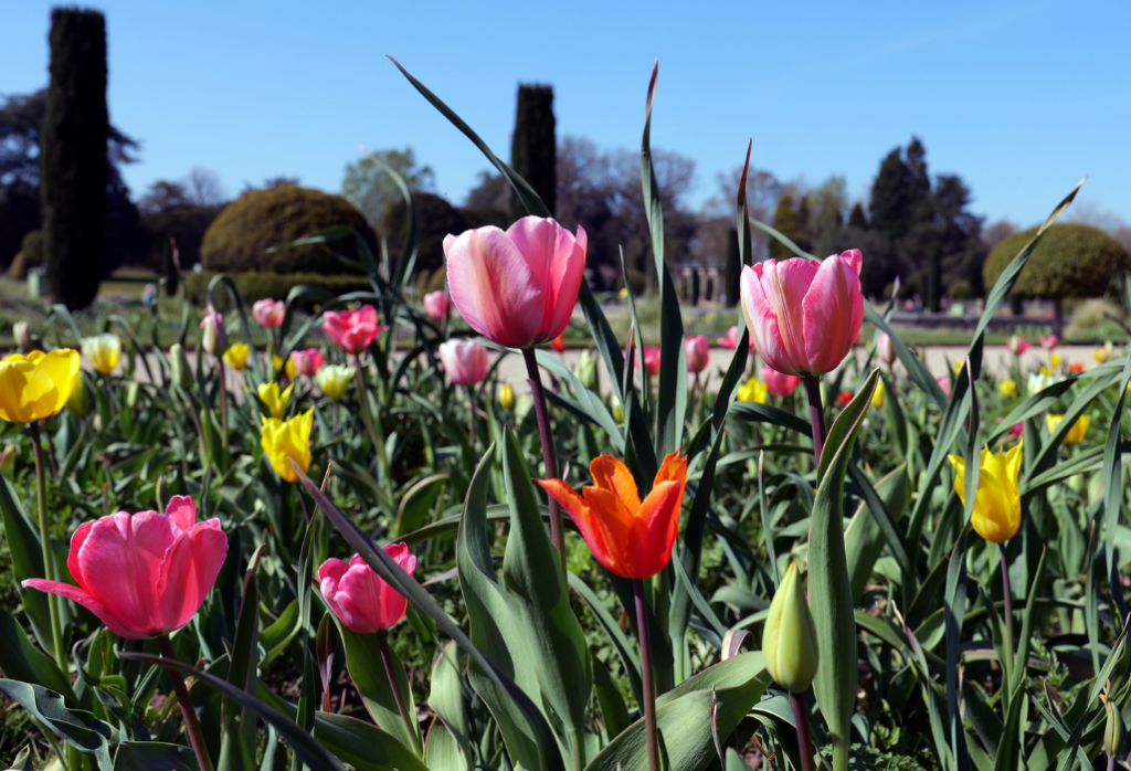 SpringBulbFestival (1)