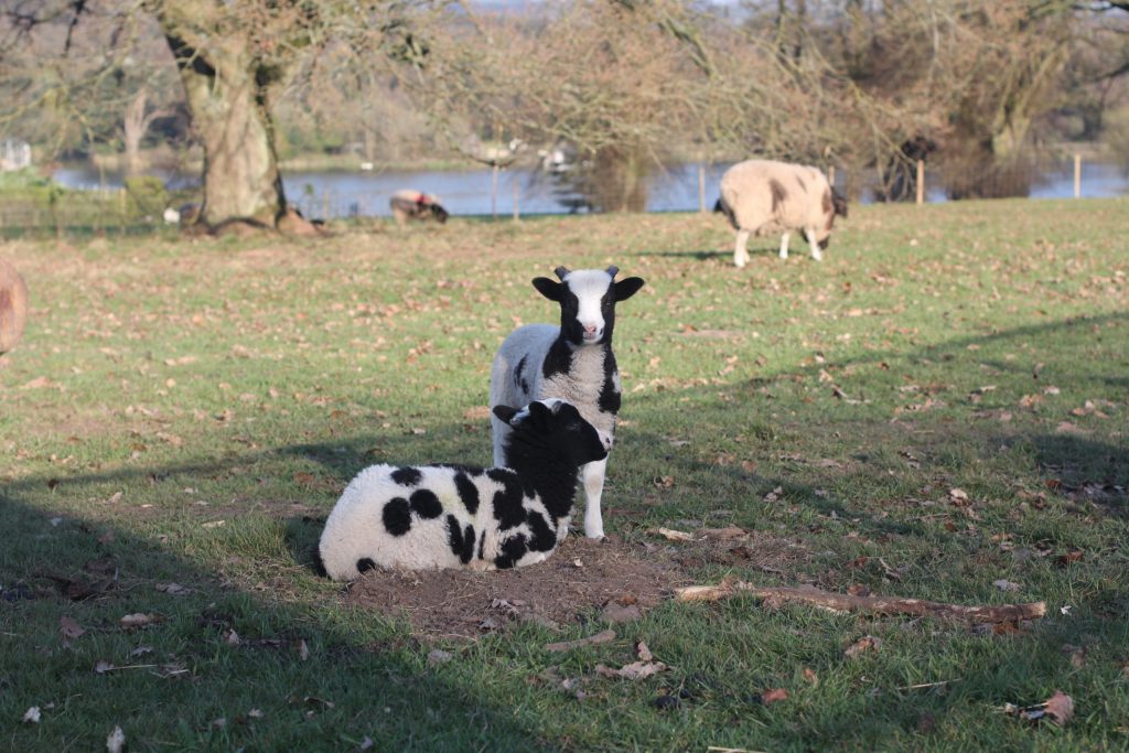 Lambing Live at Trentham