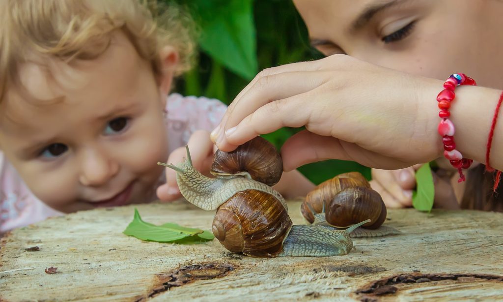 The child examines the snails on the tree. Selective focus.