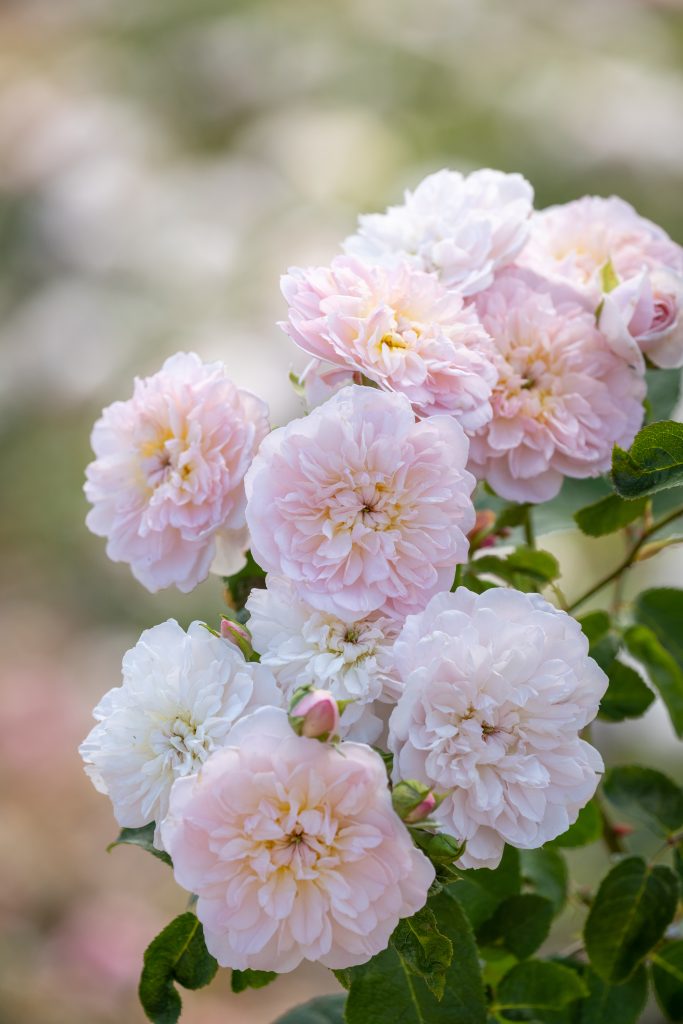 New pink variety 2022 - Confidential proposed name 'Elizabeth'
