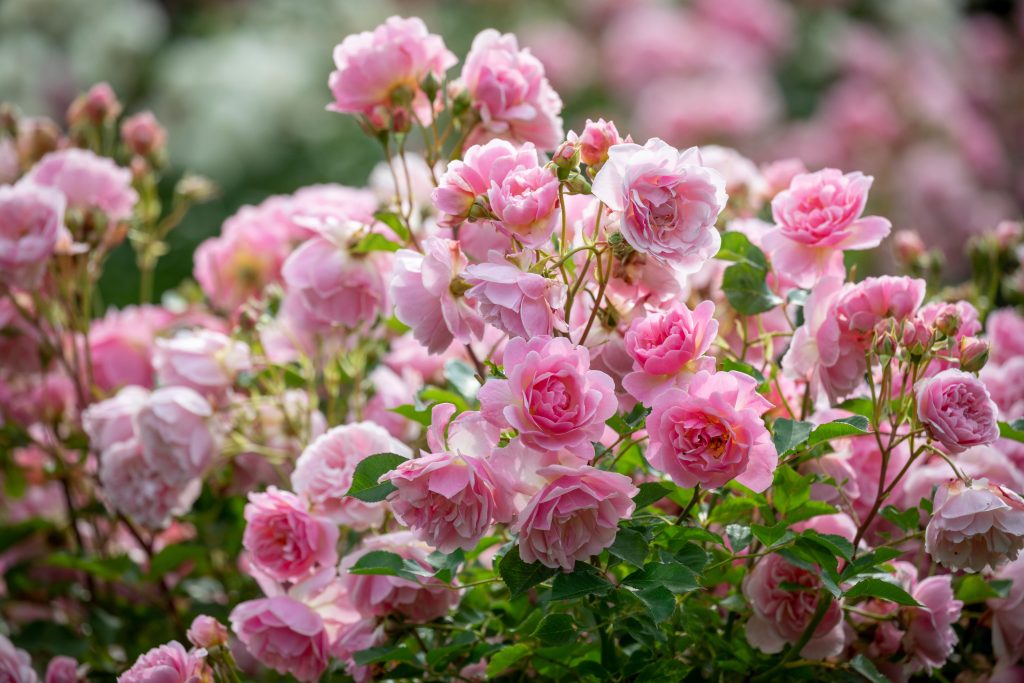 Rosa 'Felicia' AGM
