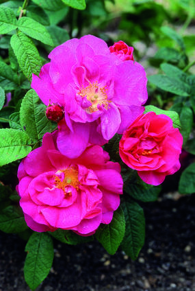 Rosa gallica var. officinalis