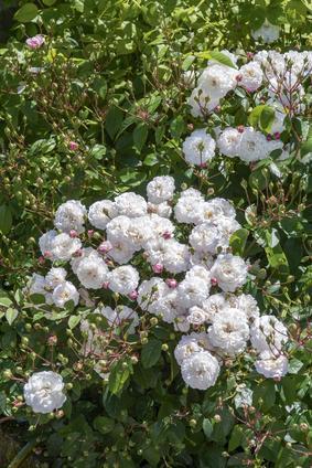 Rosa 'Little White Pet'