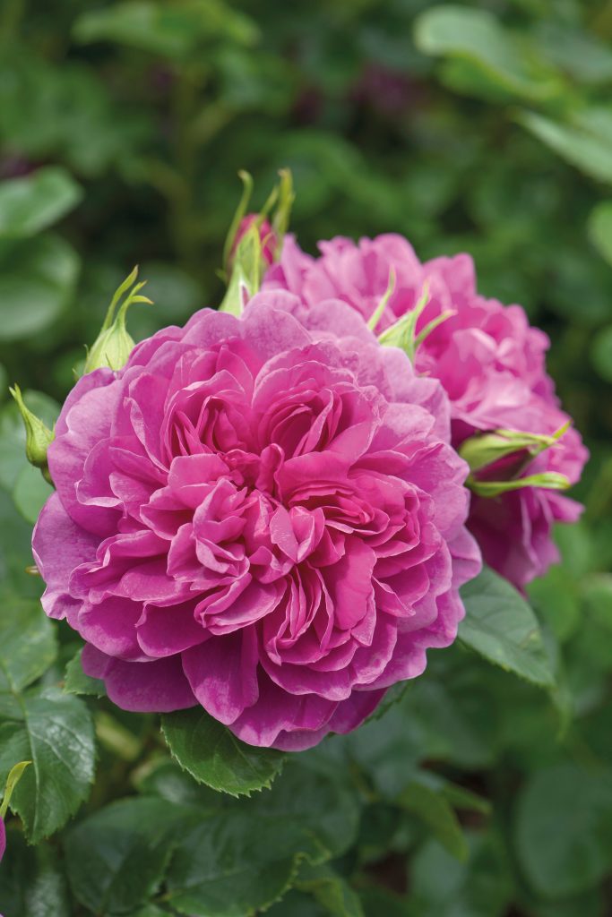 RosaPrincessAnne