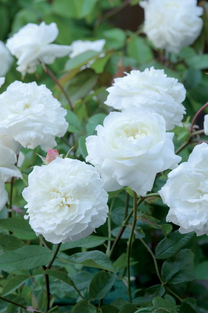 White Mayflower