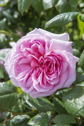 Rosa 'The Ancient Mariner'