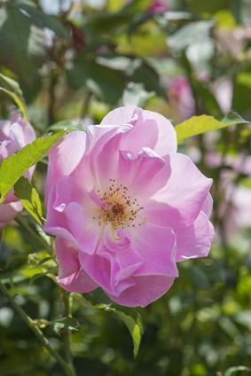Rosa 'The Lady's Blush'. Kew Rose Garden