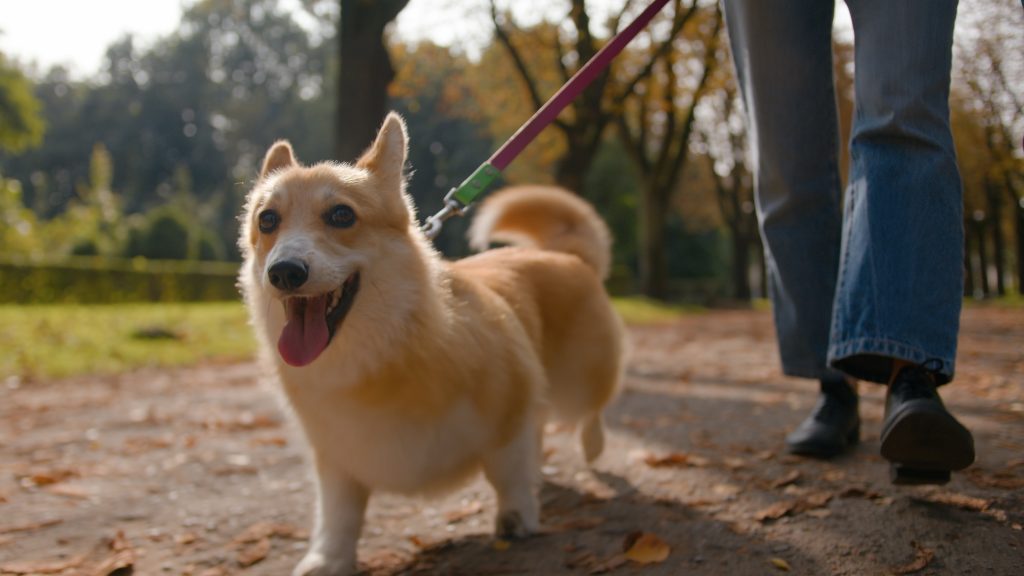 close-up-small-friend-lovely-puppy-welsh-corgi-pem-2025-03-24-01-12-58-utc (1)