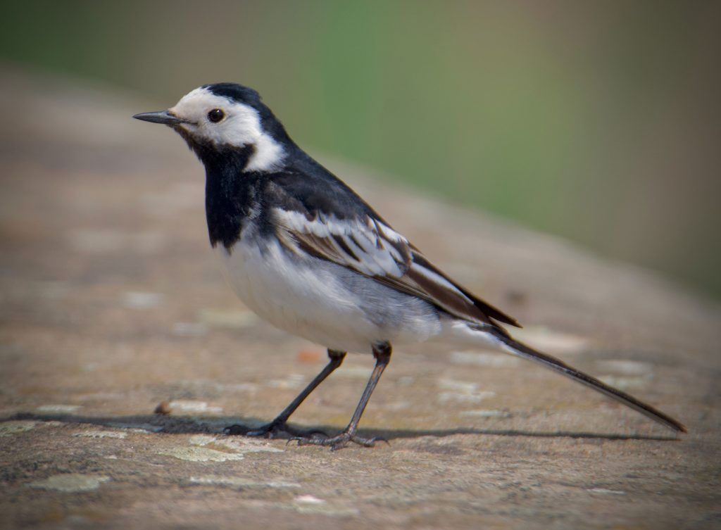 August wildlife highlights