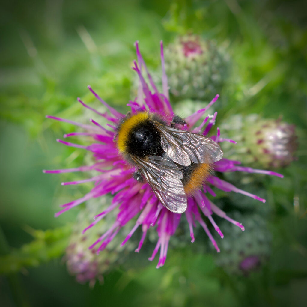 August wildlife highlights