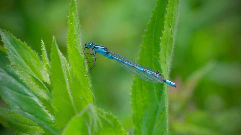 Damselflies and dragonflies enjoy Trentham 