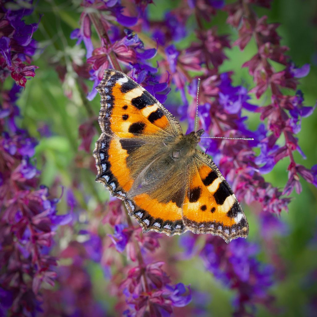 August wildlife highlights