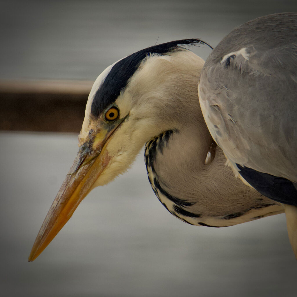 August wildlife highlights