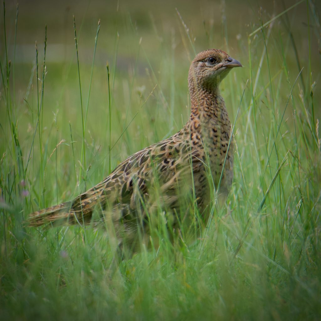 August wildlife highlights