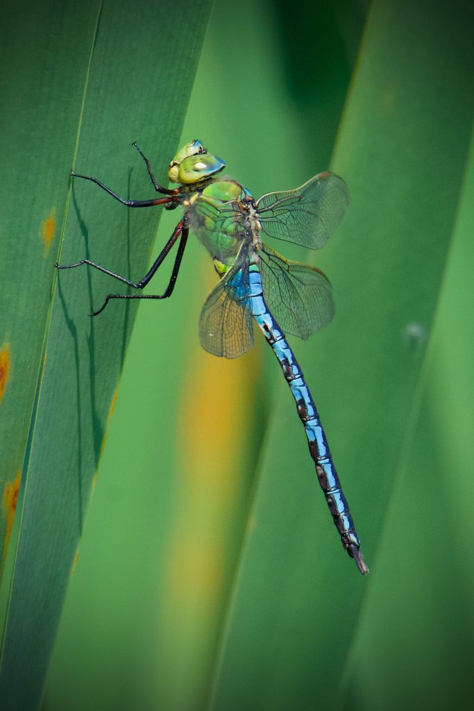 August wildlife highlights