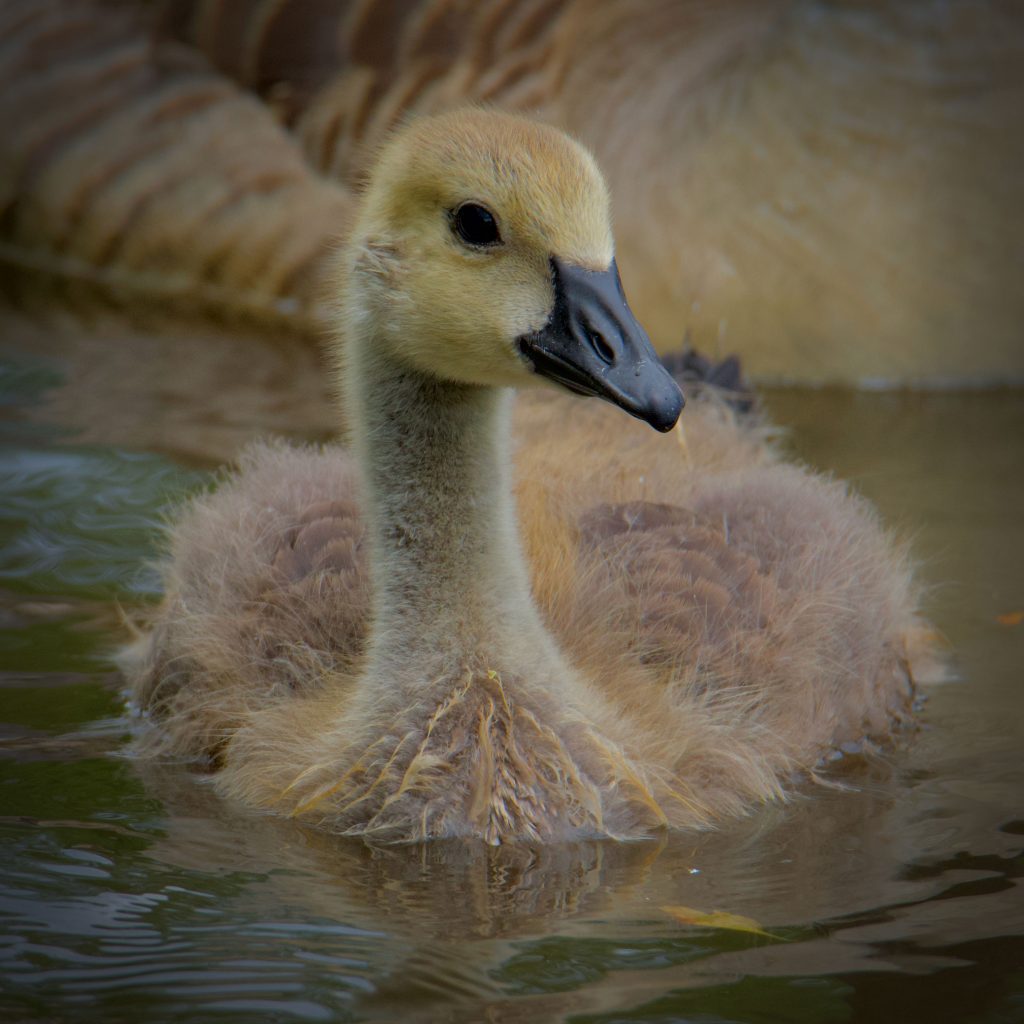 August wildlife highlights