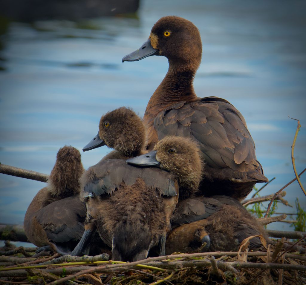 August wildlife highlights