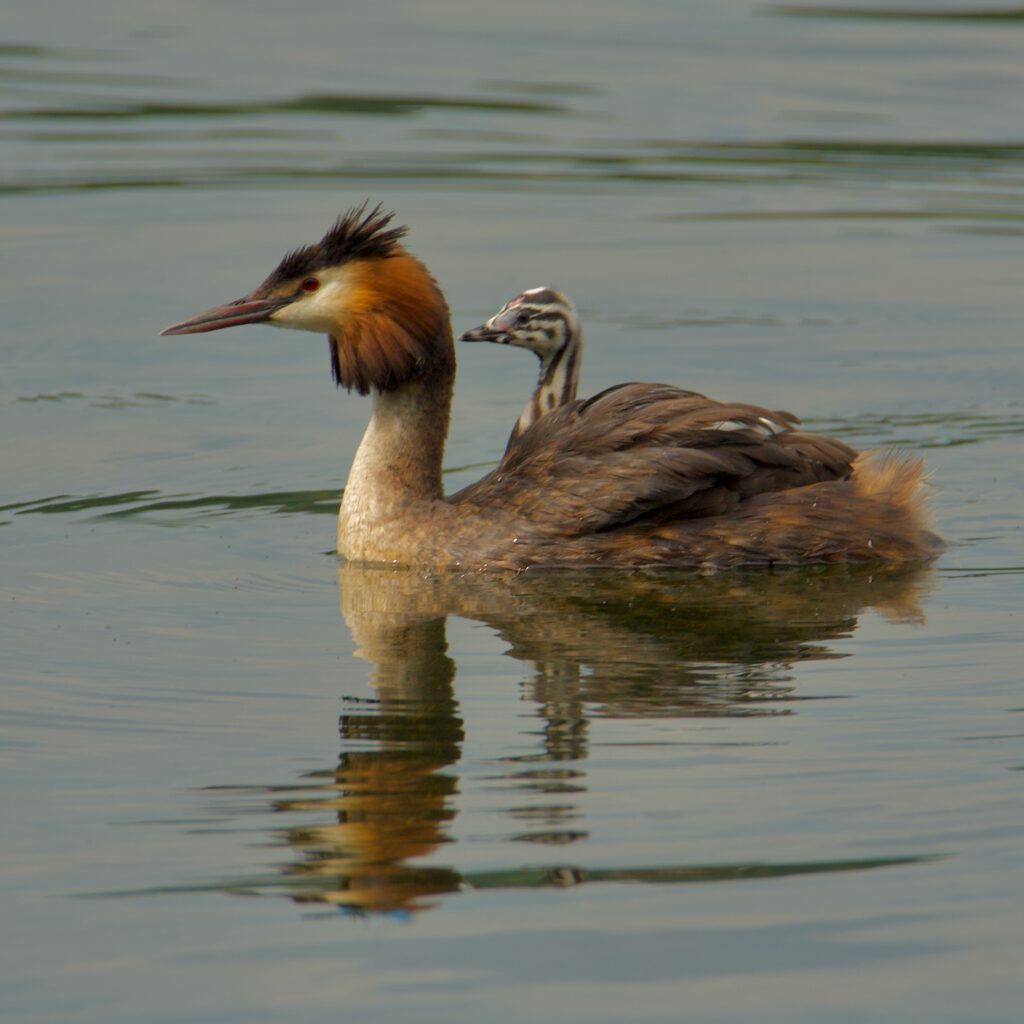 August wildlife highlights