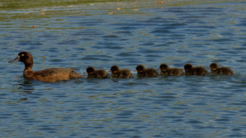 August wildlife highlights