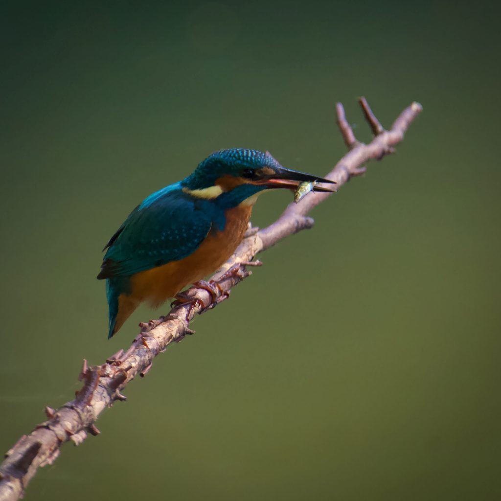 Kingfishers enjoy Trentham 