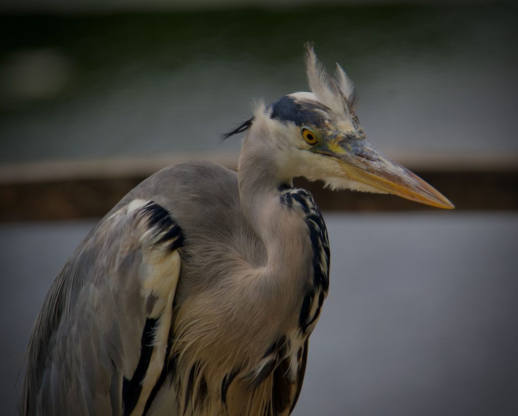 August wildlife highlights