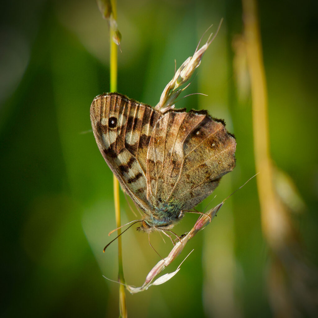 August wildlife highlights