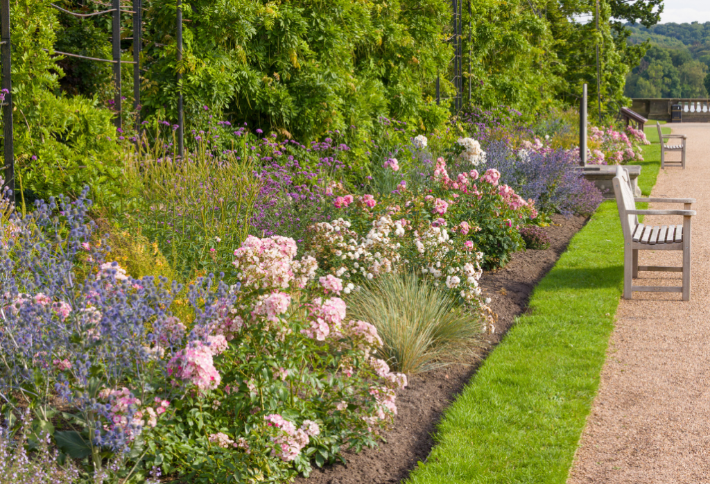 DavidAustinRoseBorder (1)