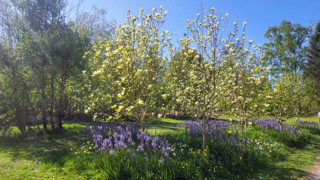 Magnolias and camassia (1)